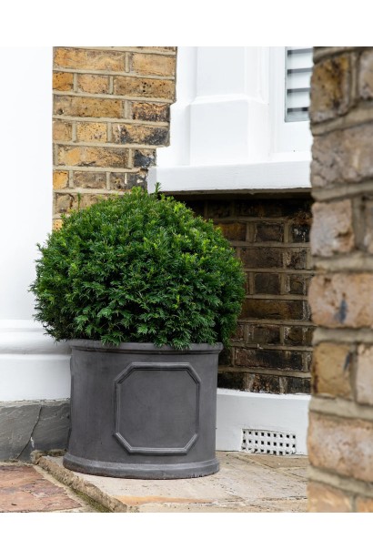 Тис ягідний Топіар Куля в контейнері